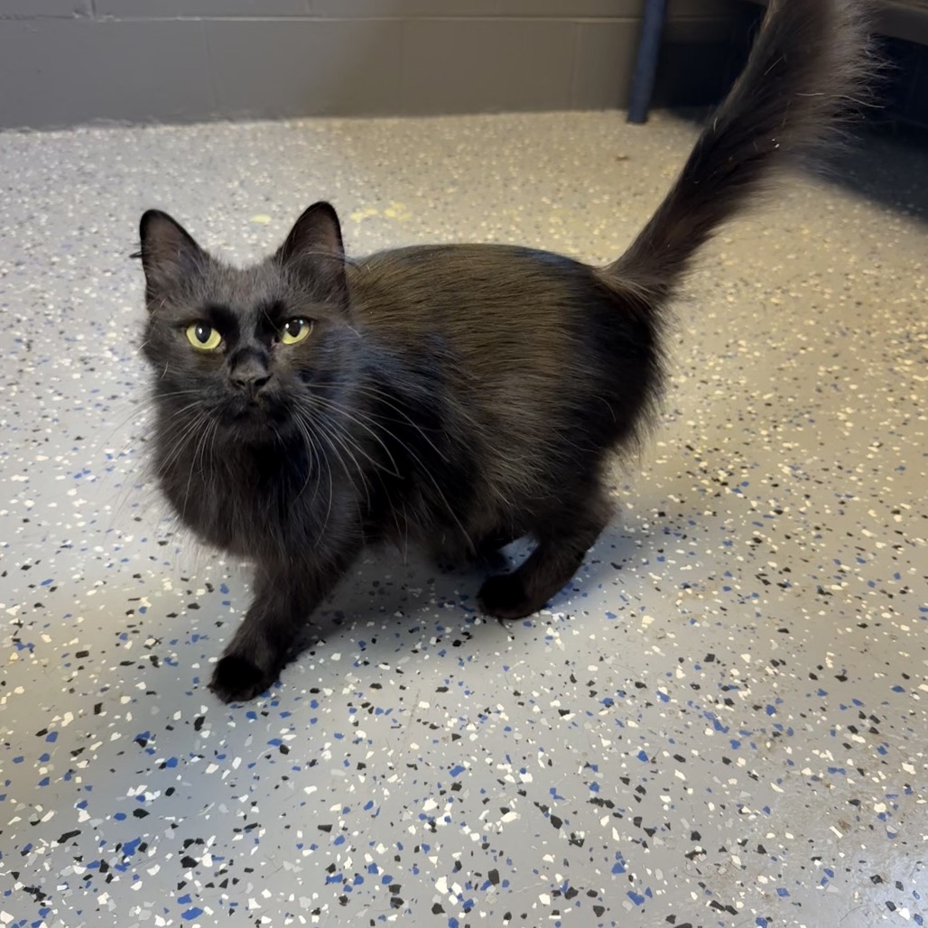 Tusc Stray 84493