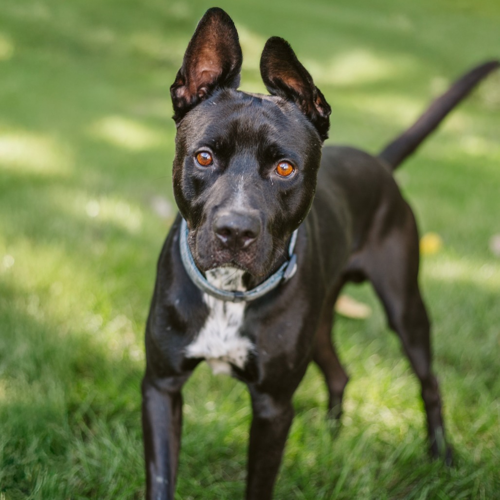 Vambo Dogs Rambo is available for adoption at Humane Society of West Michigan