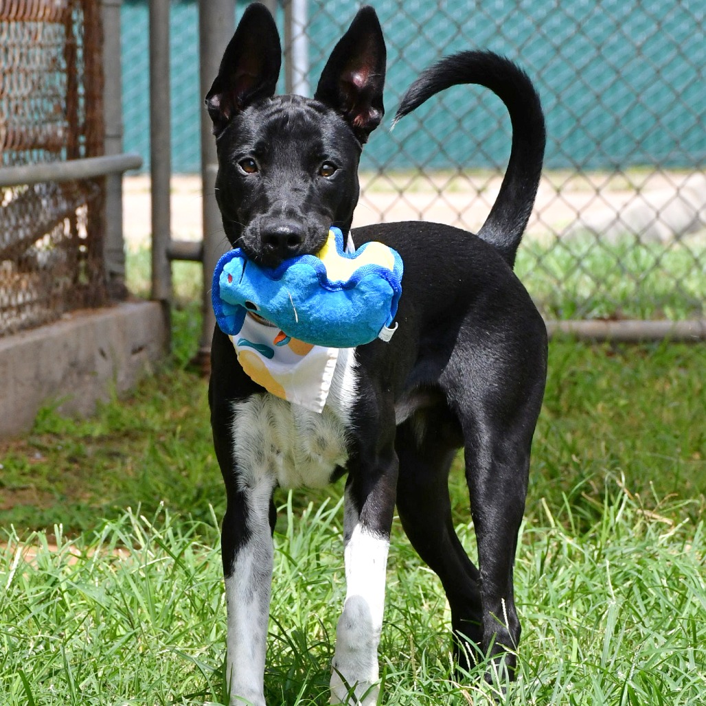 FRANK - Shepherd / Mix available for adoption
