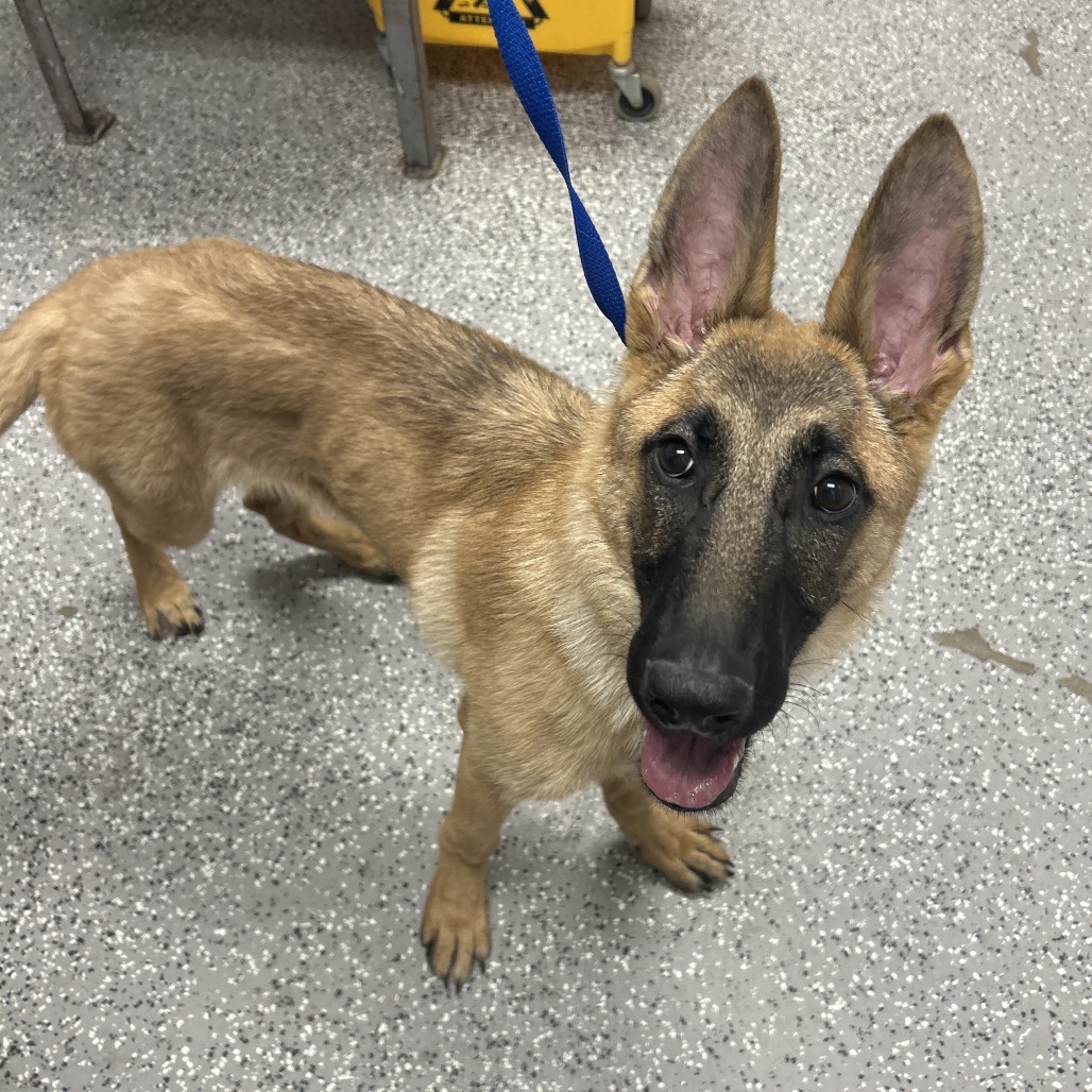 CHER - Malinois / Belgian available for adoption