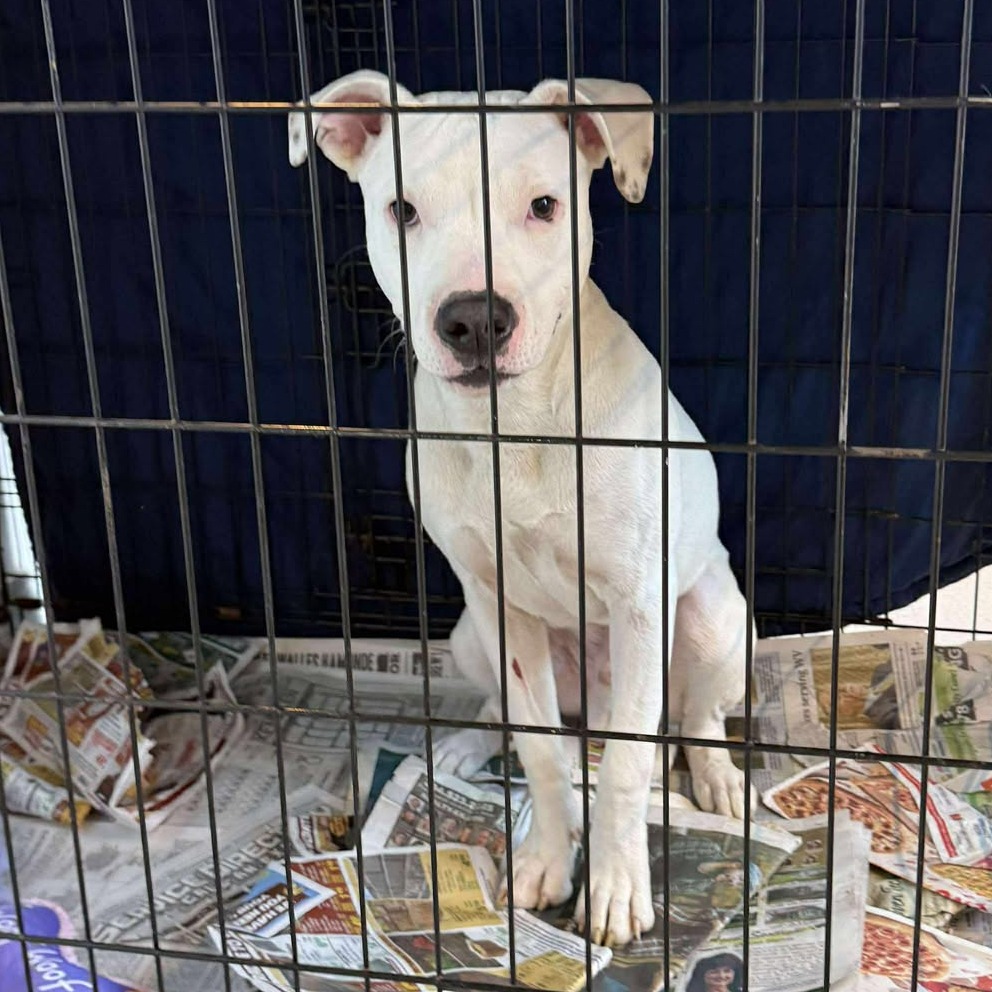 Chief — thumbnail 2