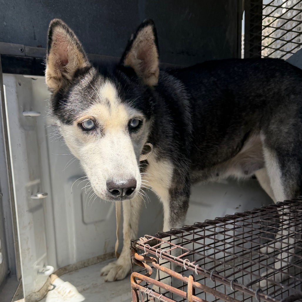 BOBBY - Husky available for adoption