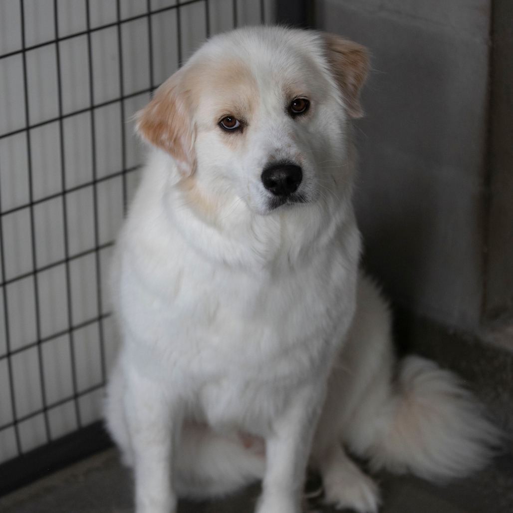 FLUFFY (JN26-03) - Pyrenees, Great / Shepherd, Anatolian available for adoption