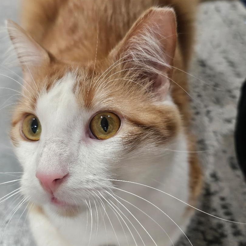 Feeny — thumbnail 5