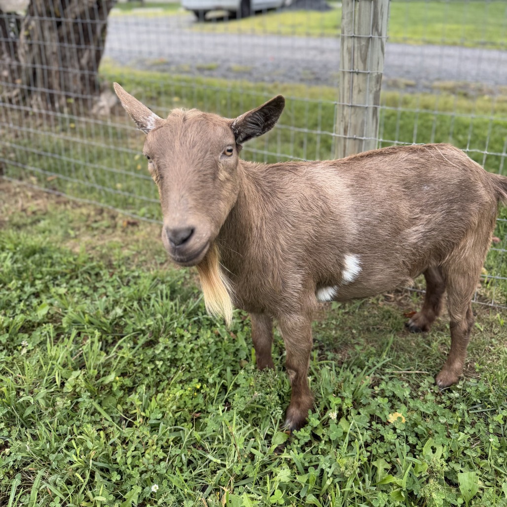 MAXIMUS - Nigerian Dwarf available for adoption