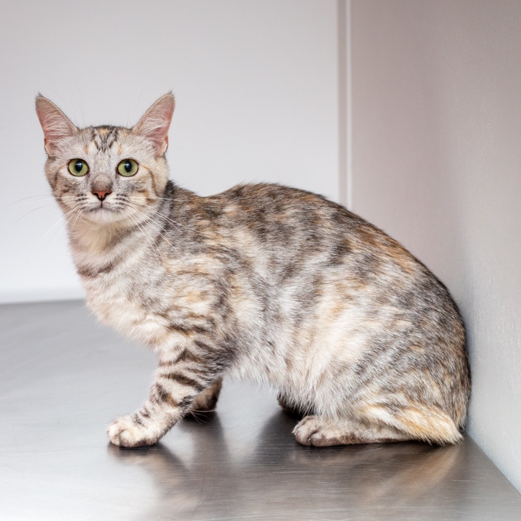 SILK - Domestic Shorthair available for adoption