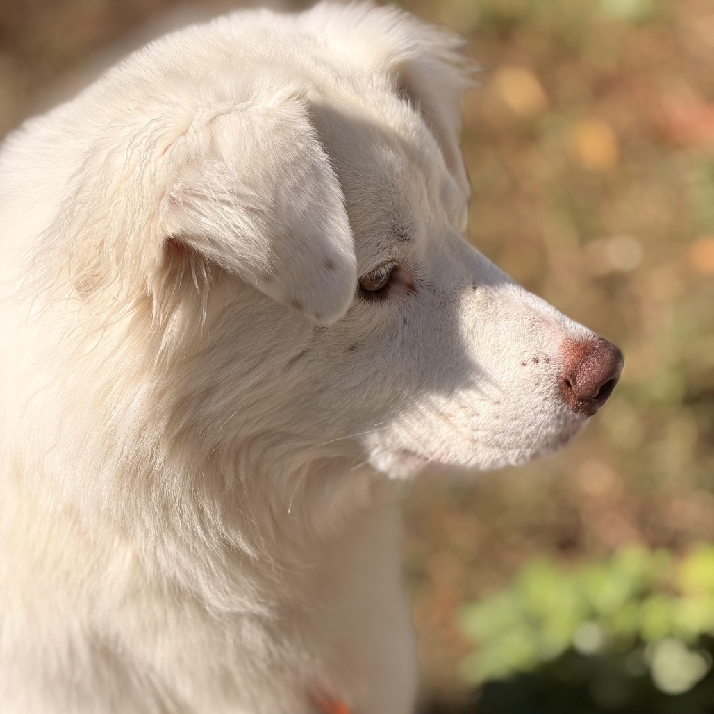 Gigi (bonded with Gable) photo 4