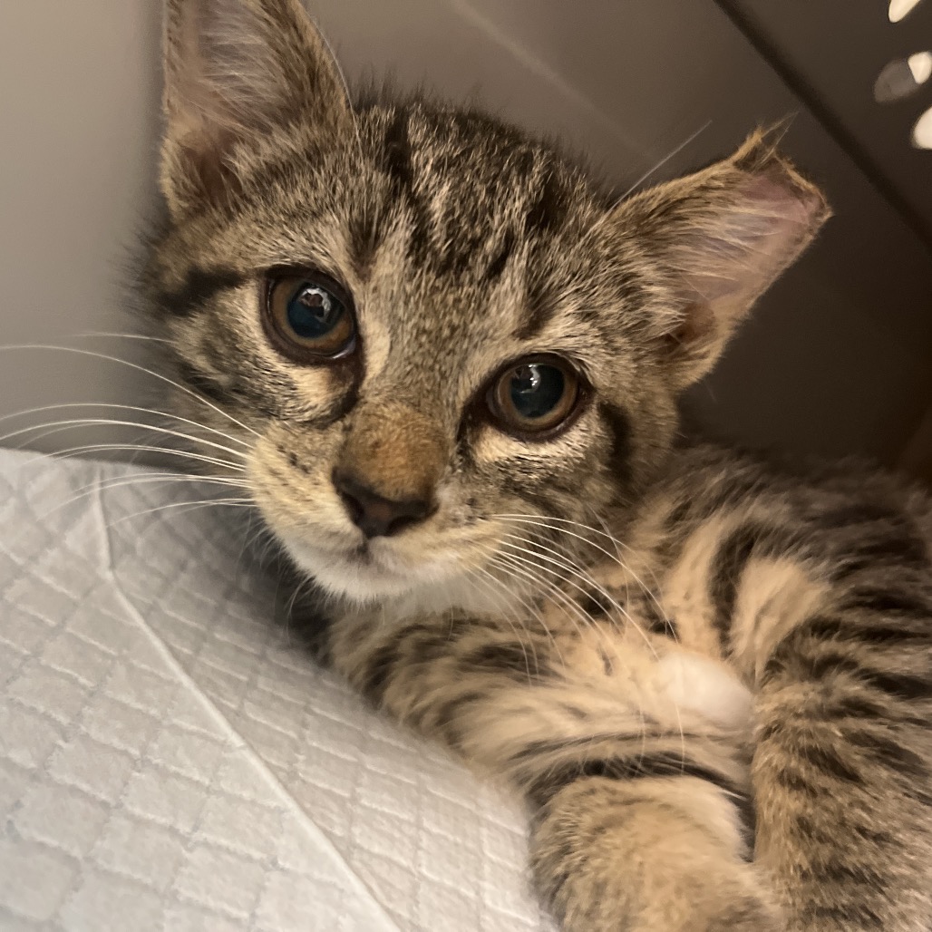 ROSIE - Domestic Shorthair available for adoption