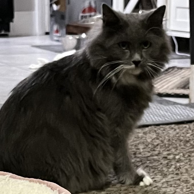 GRIZZY - Domestic Longhair available for adoption