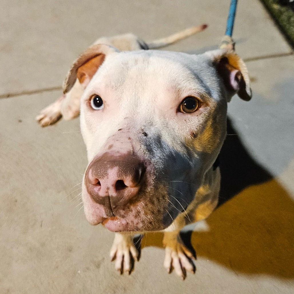 Snoopy — thumbnail 4