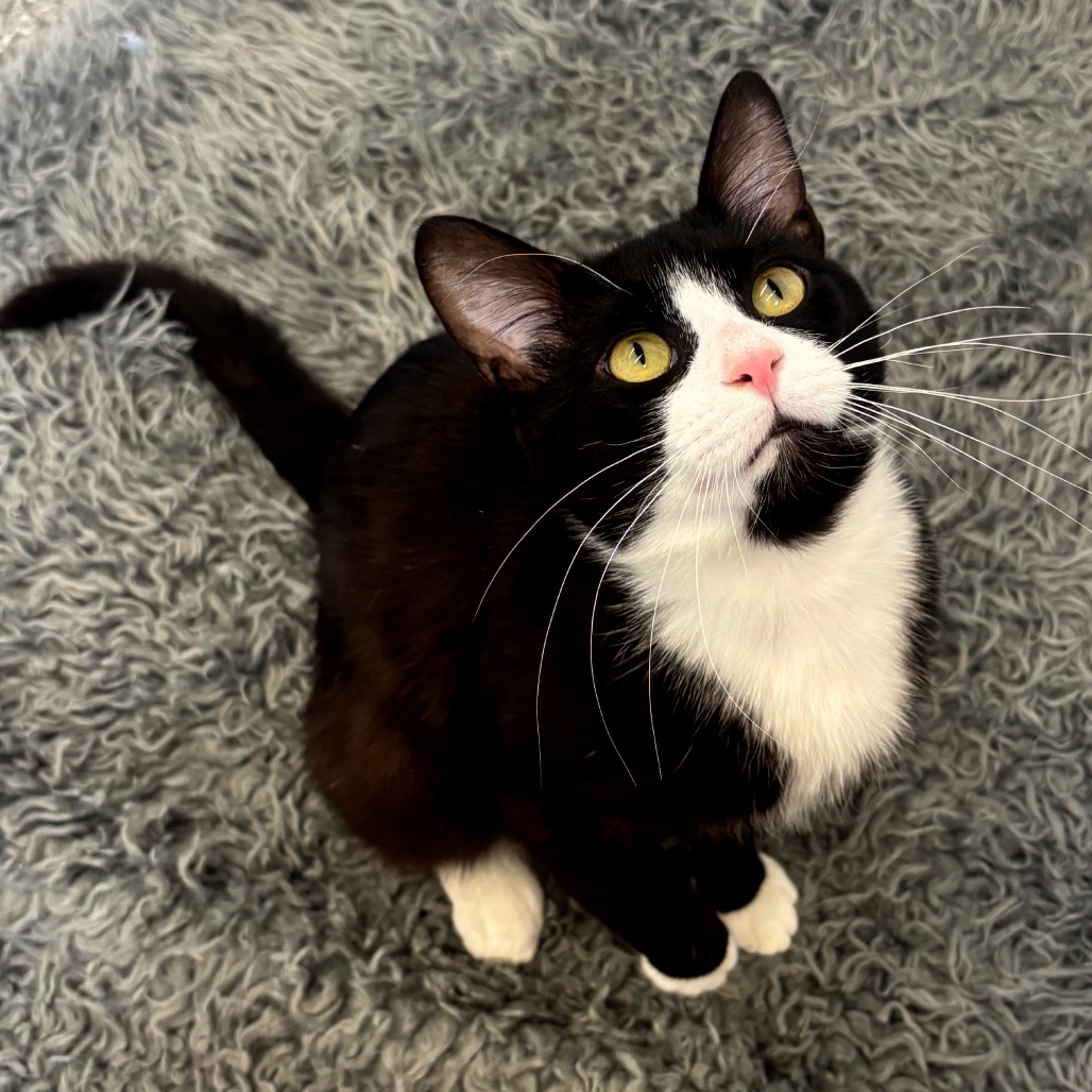 Kermit — thumbnail 3