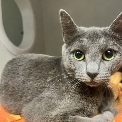 MAMA JUNE - Domestic Shorthair available for adoption