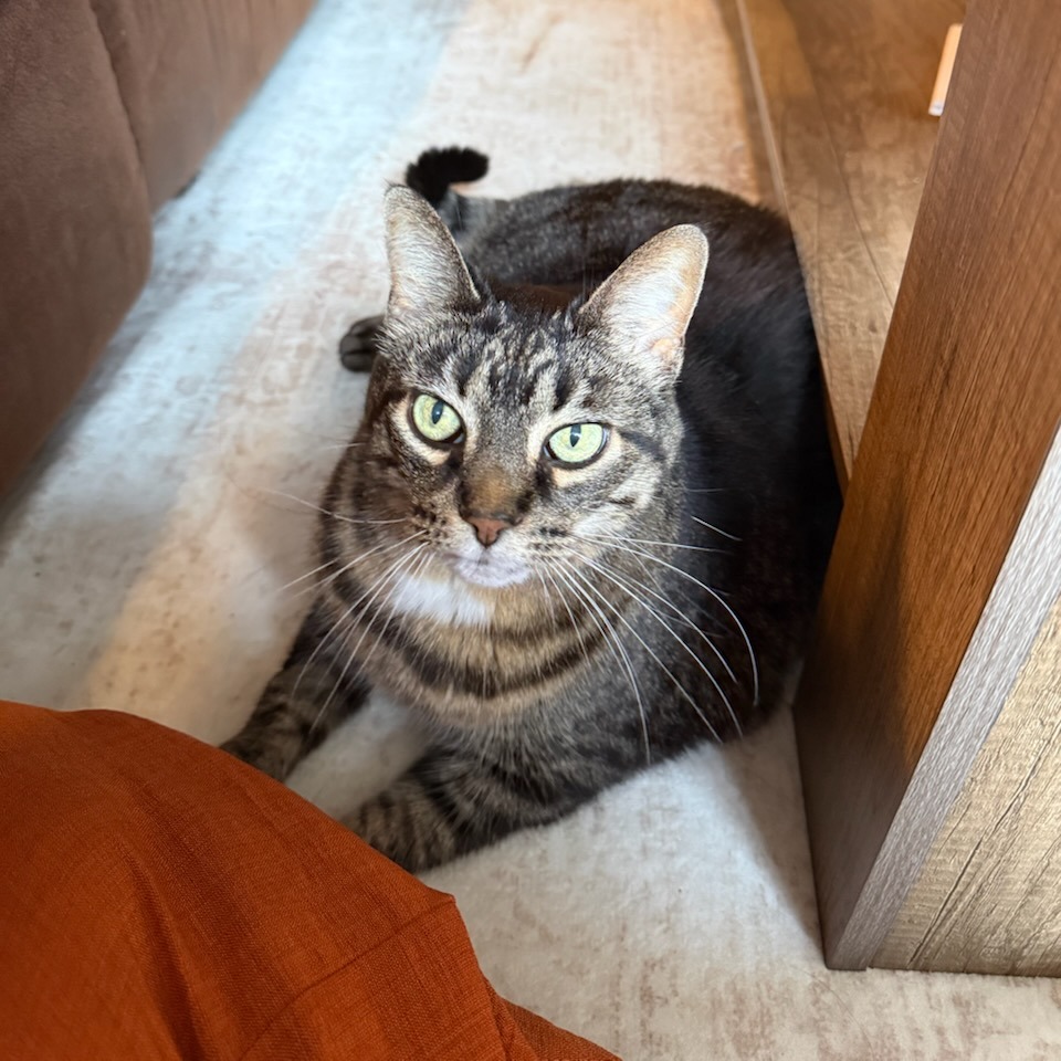Presley--In Foster, photo 8
