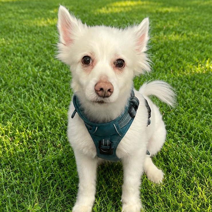 BELLA - Eskimo / American available for adoption