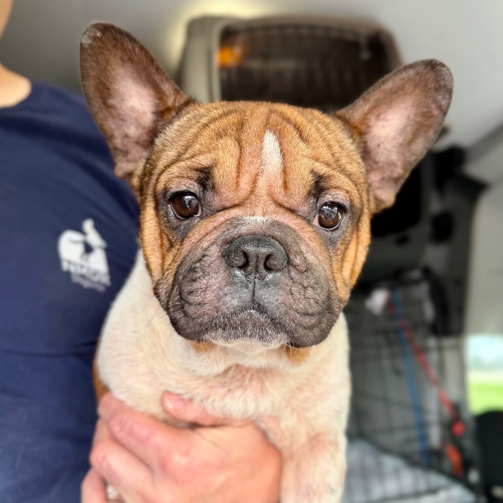 UNCLE REX ( MY26-74) - Bulldog / French available for adoption