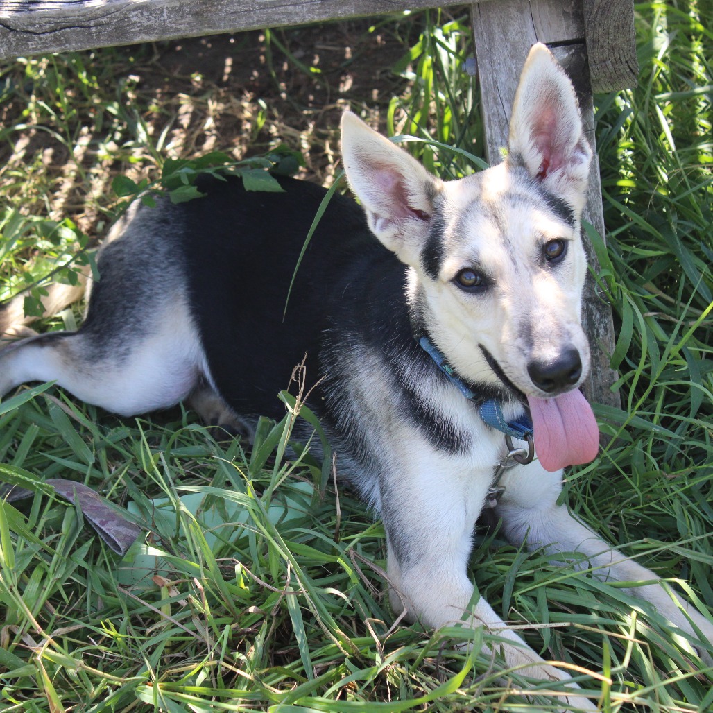 MIFFY - Shepherd, German / Mix available for adoption