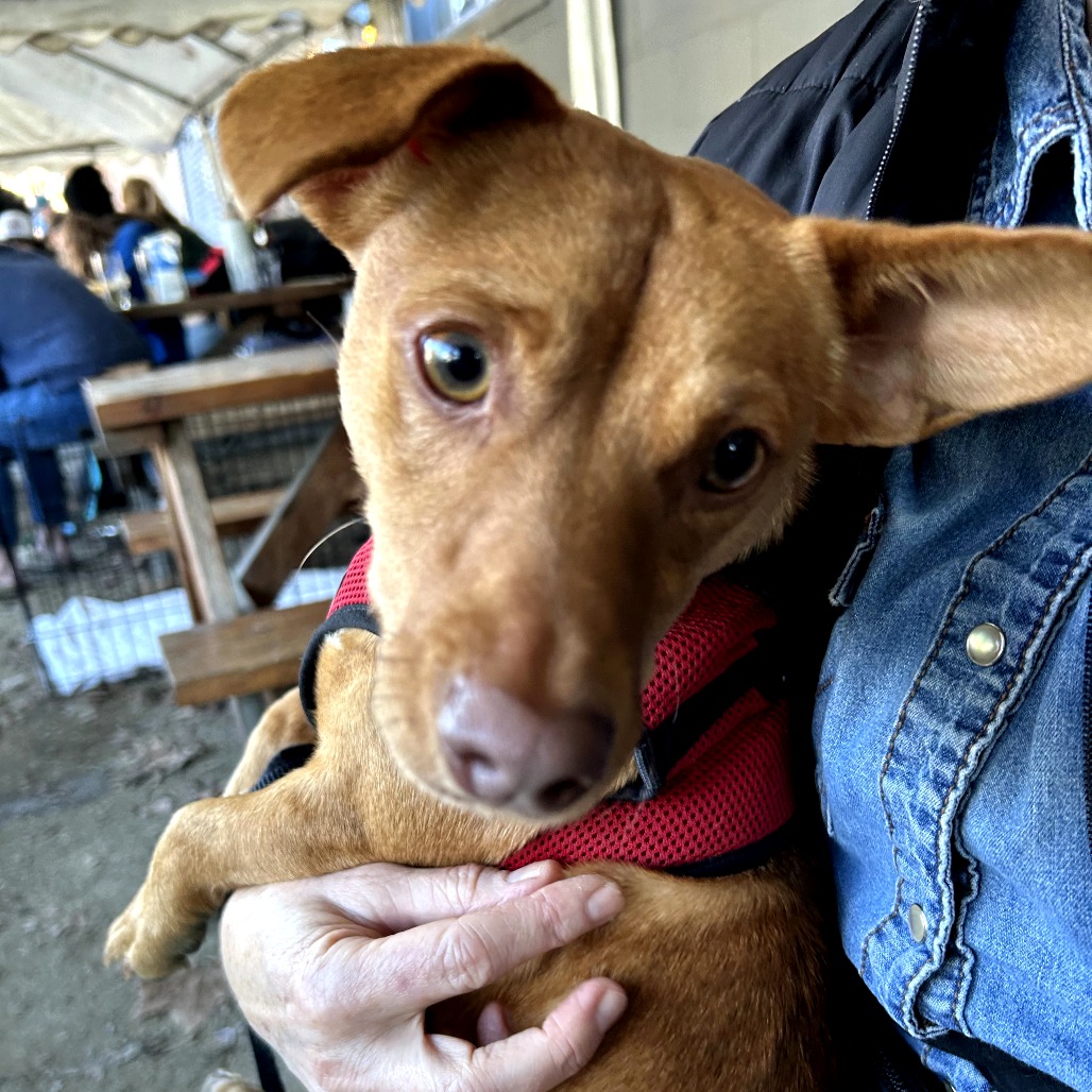 Napa — thumbnail 5