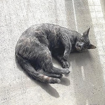 Bobbie — thumbnail 4