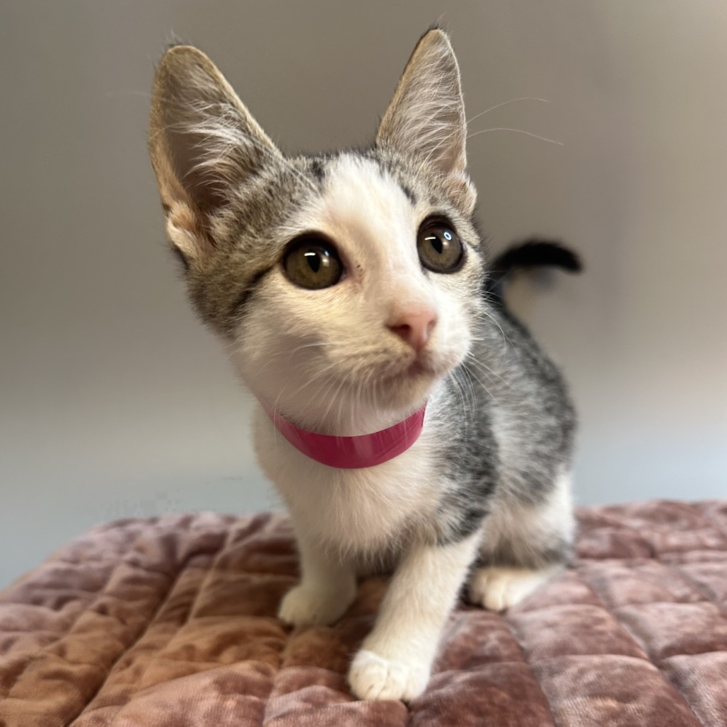 JANUARY - Domestic Shorthair available for adoption