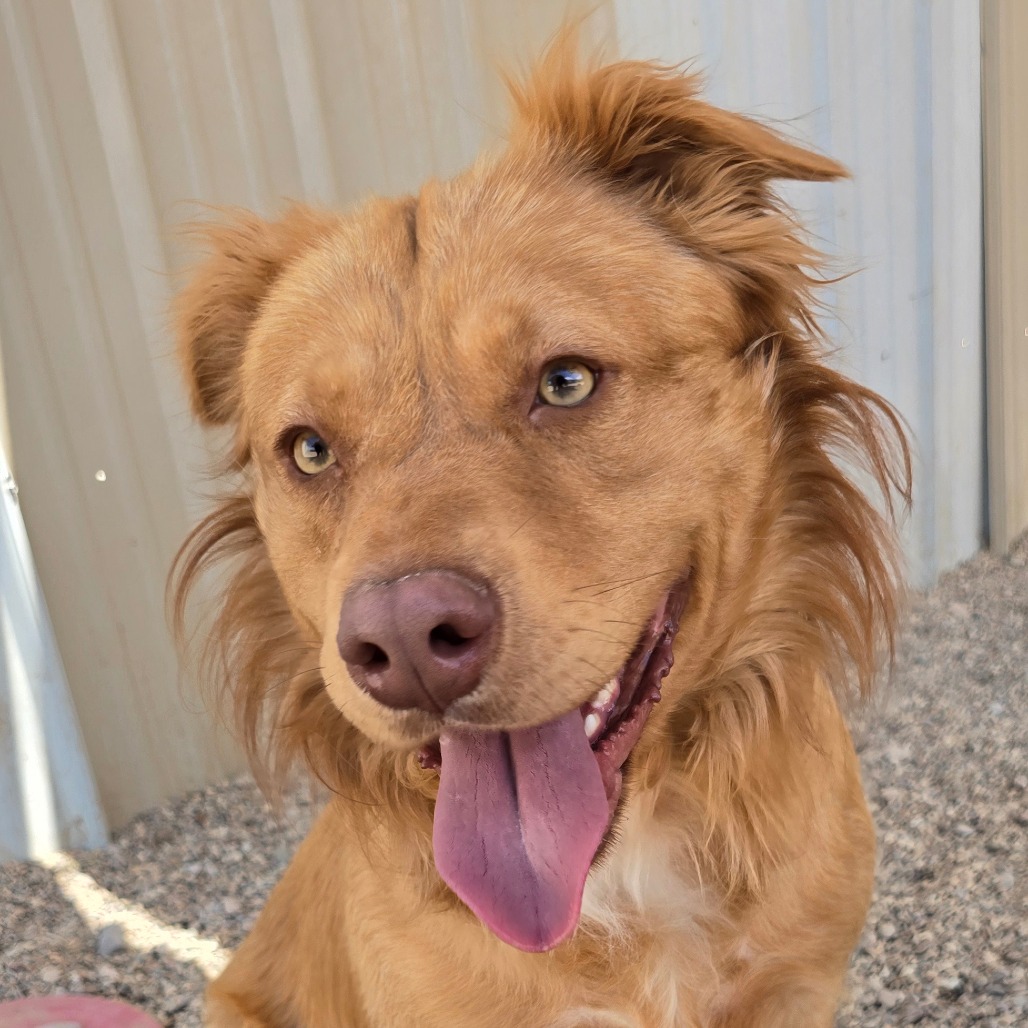 Ruger, photo 3