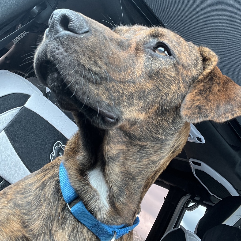 ROLO - Hound, Plott / Mixed Breed (Medium) available for adoption
