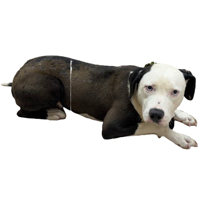 Tusc Stray 81403