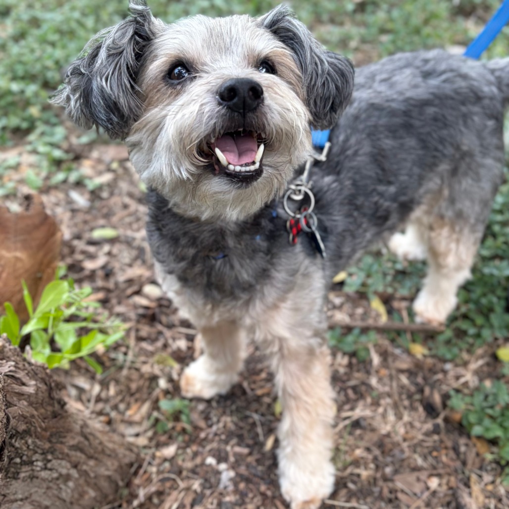 BARKLEY - Terrier, Yorkshire, Yorkie / Poodle available for adoption