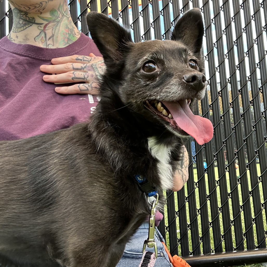 GIRLY GIRL - Chihuahua, Short Coat / Mixed Breed (Small) available for adoption