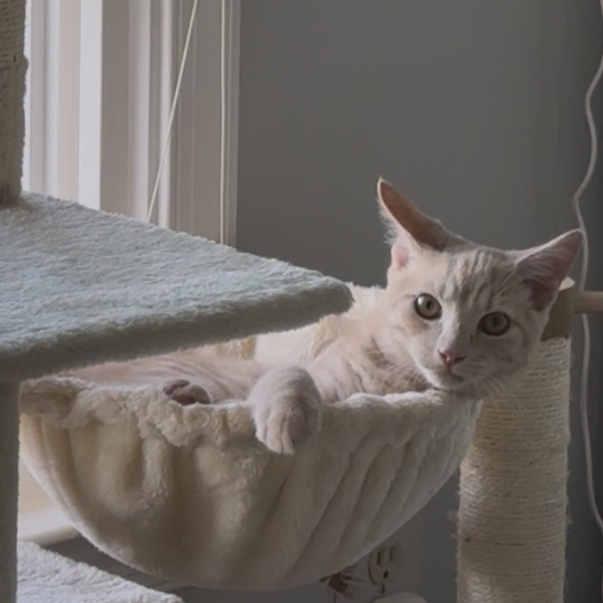 BUFFPUFF - Domestic Shorthair available for adoption