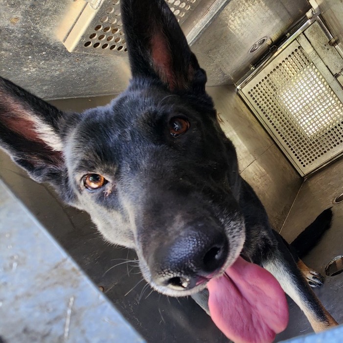 Shepherd