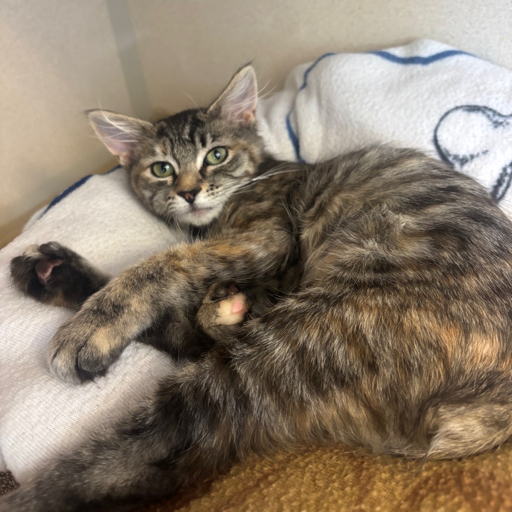 Mocha (grey blue collar) - Domestic Medium Hair