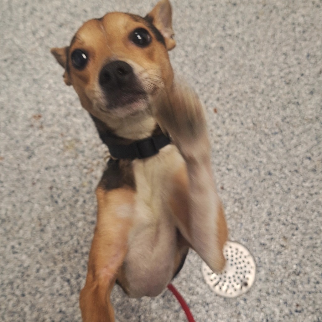 Terrier