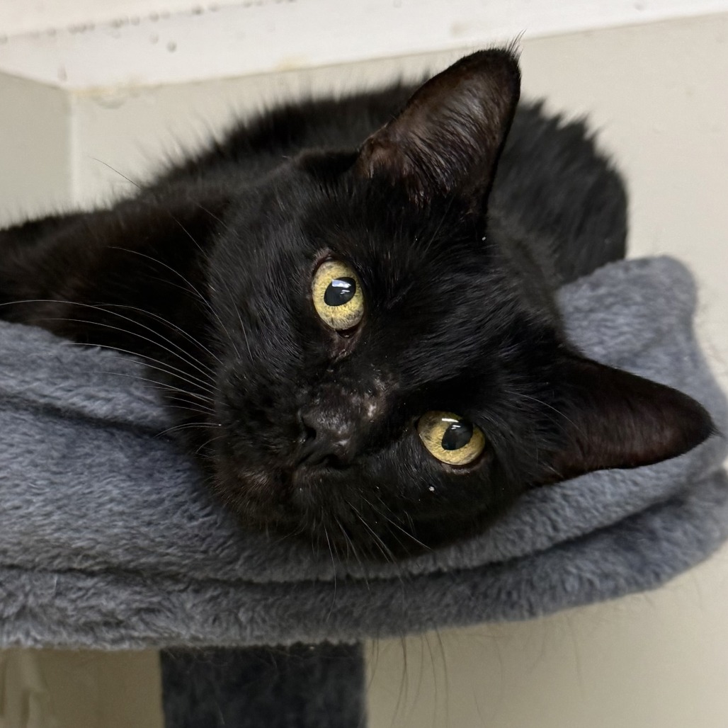 PLUTO - Domestic Shorthair for adoption in Henderson