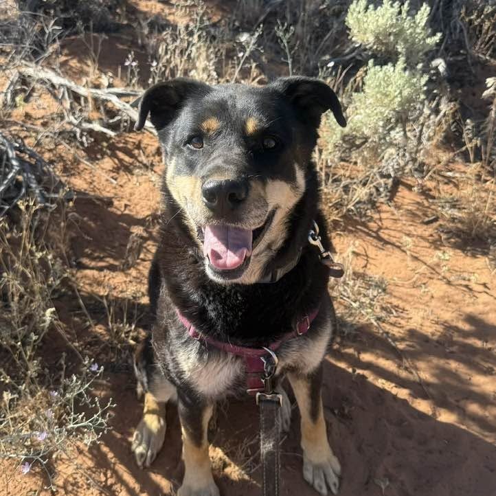 Roxy, photo 25