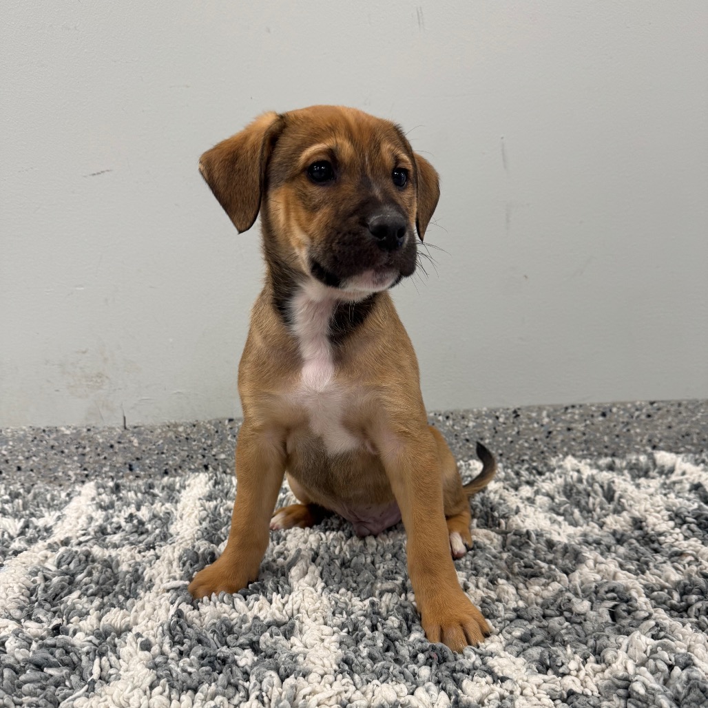 LINGUINE - Terrier / Mix for adoption in Dayton