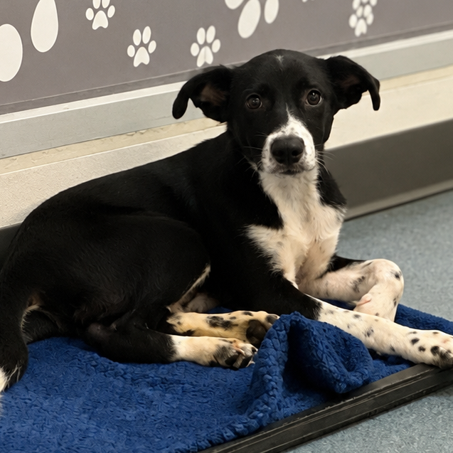 BUCKY - Retriever / Mix available for adoption