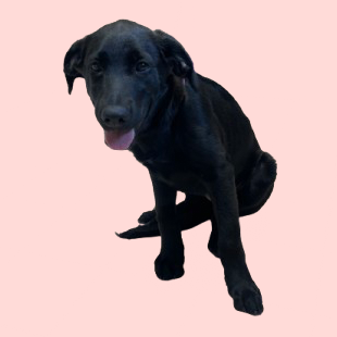  Photo of TUSC-Stray-81935