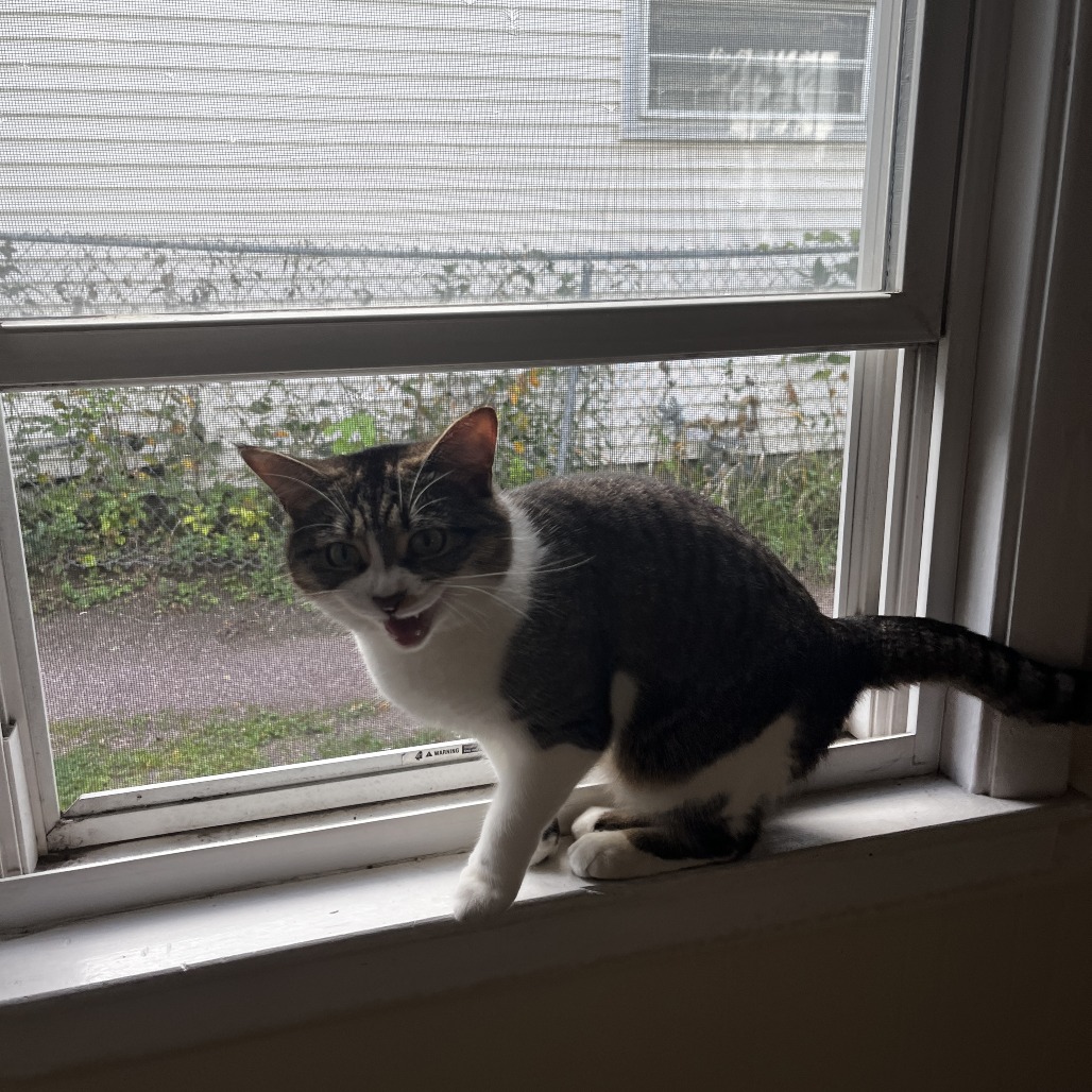 Blossom - Available from Foster, photo 7