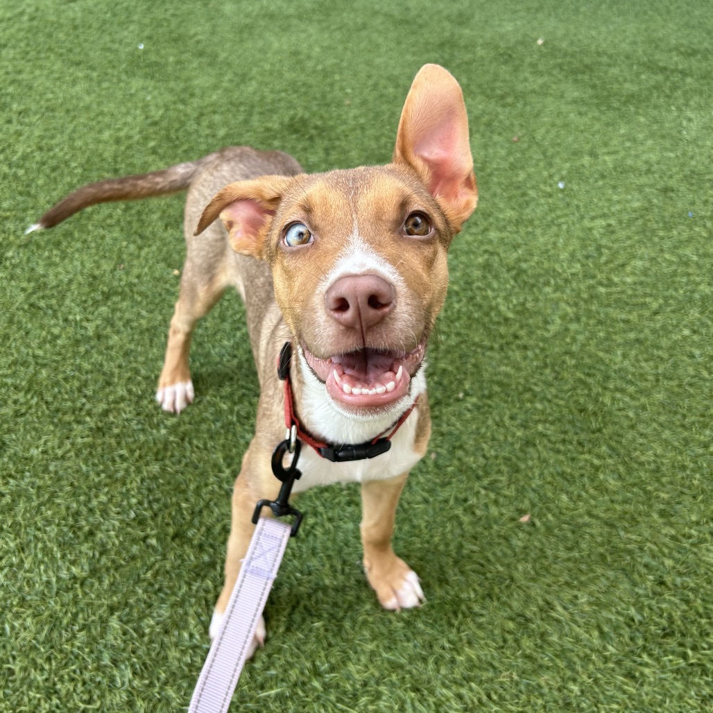FESTER - Mixed Breed (Medium) available for adoption