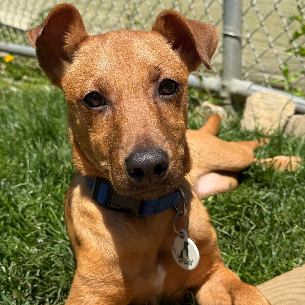 Teddy, photo 18
