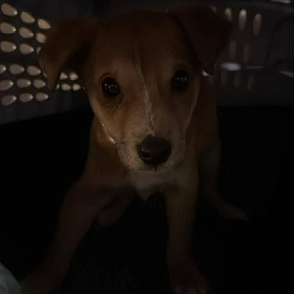 Nikolai — thumbnail 2