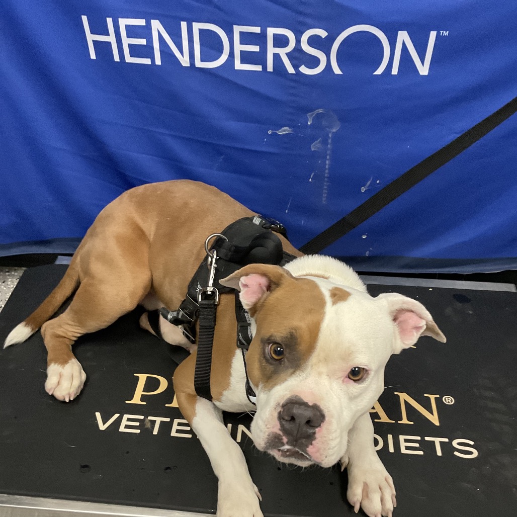 BAXTER - Boxer / Terrier, American Pit Bull available for adoption