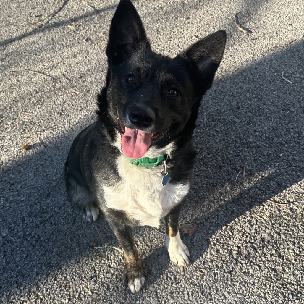 Patches — thumbnail 5