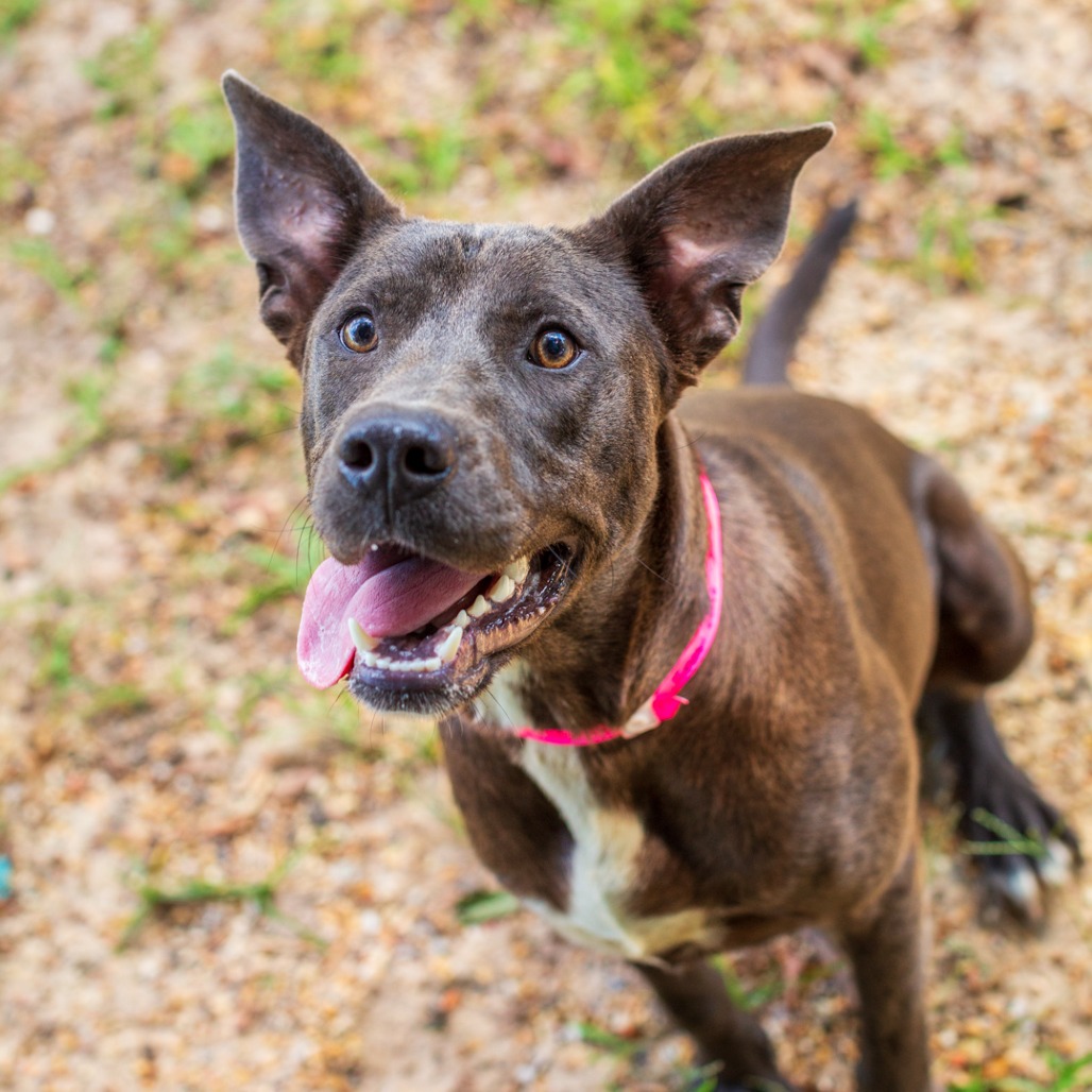 SNOW CONE - Terrier, American Staffordshire / Retriever, Labrador available for adoption