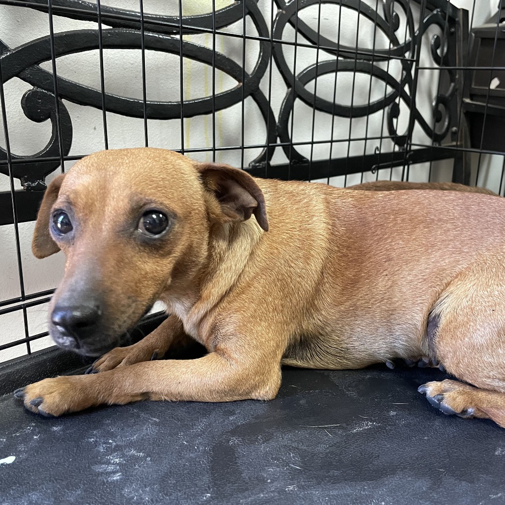 Khloe, available for adoption at PVAS