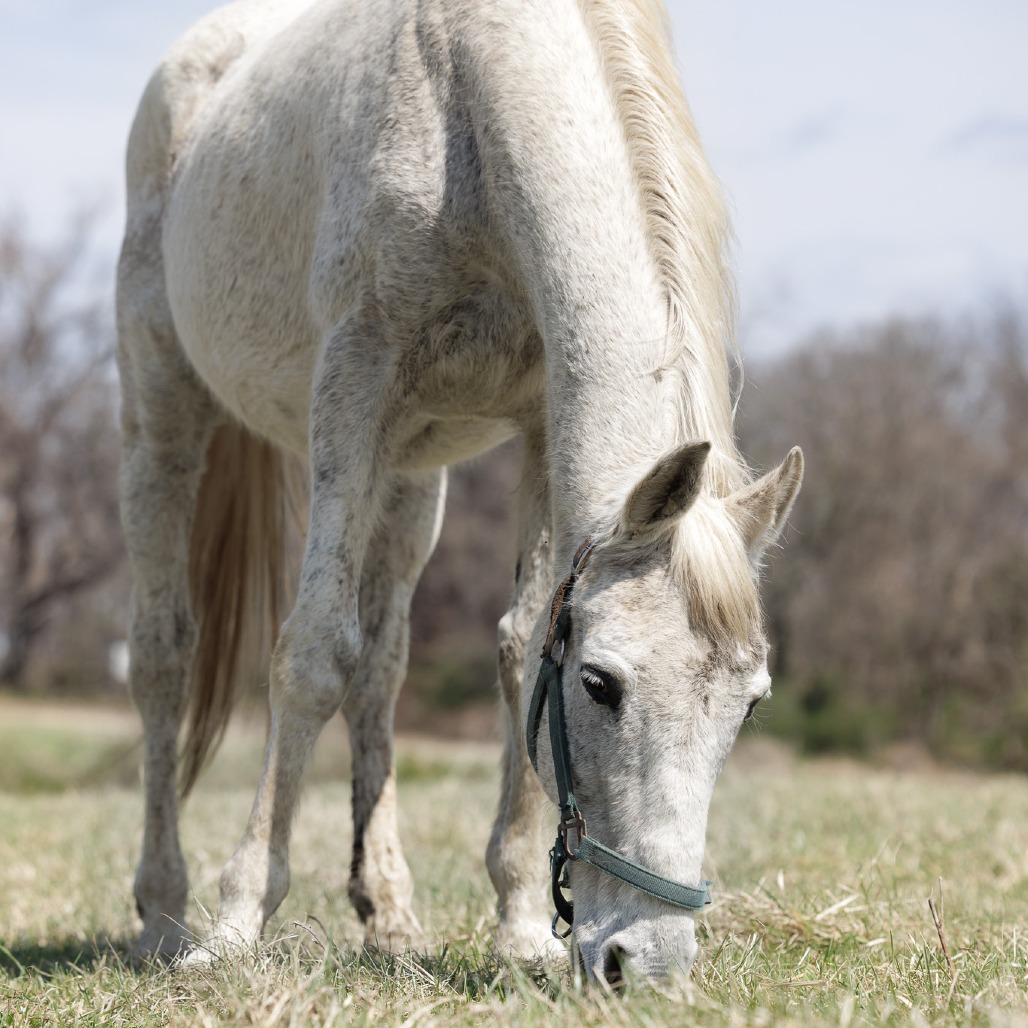 SILVER - Thoroughbred available for adoption