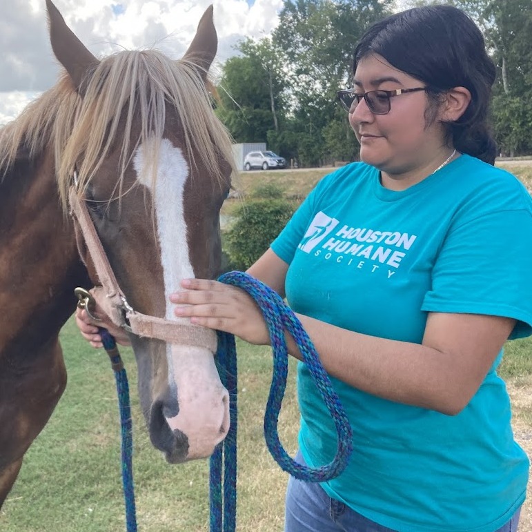 OSIRIS - Arabian available for adoption