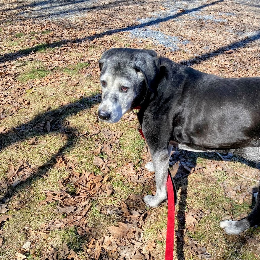 Allie — thumbnail 4