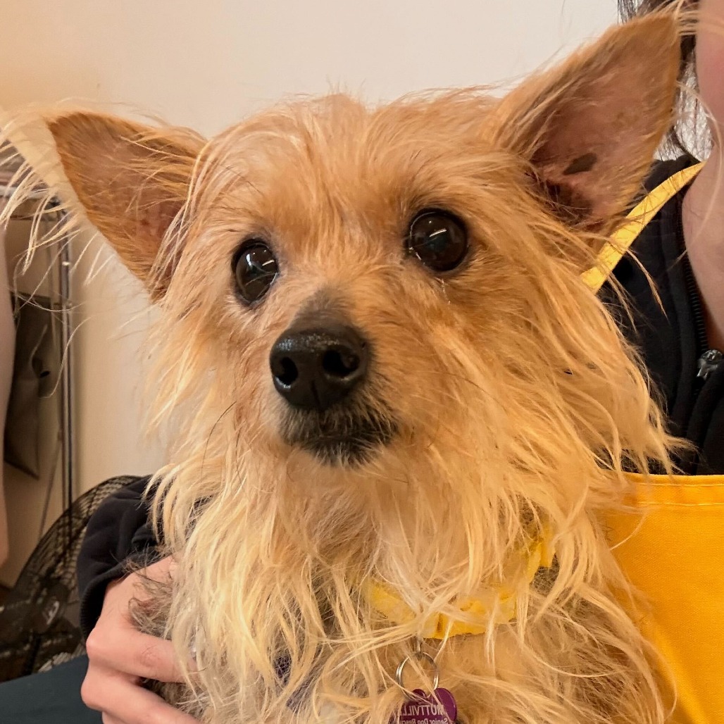 Plum 13868 — thumbnail 5