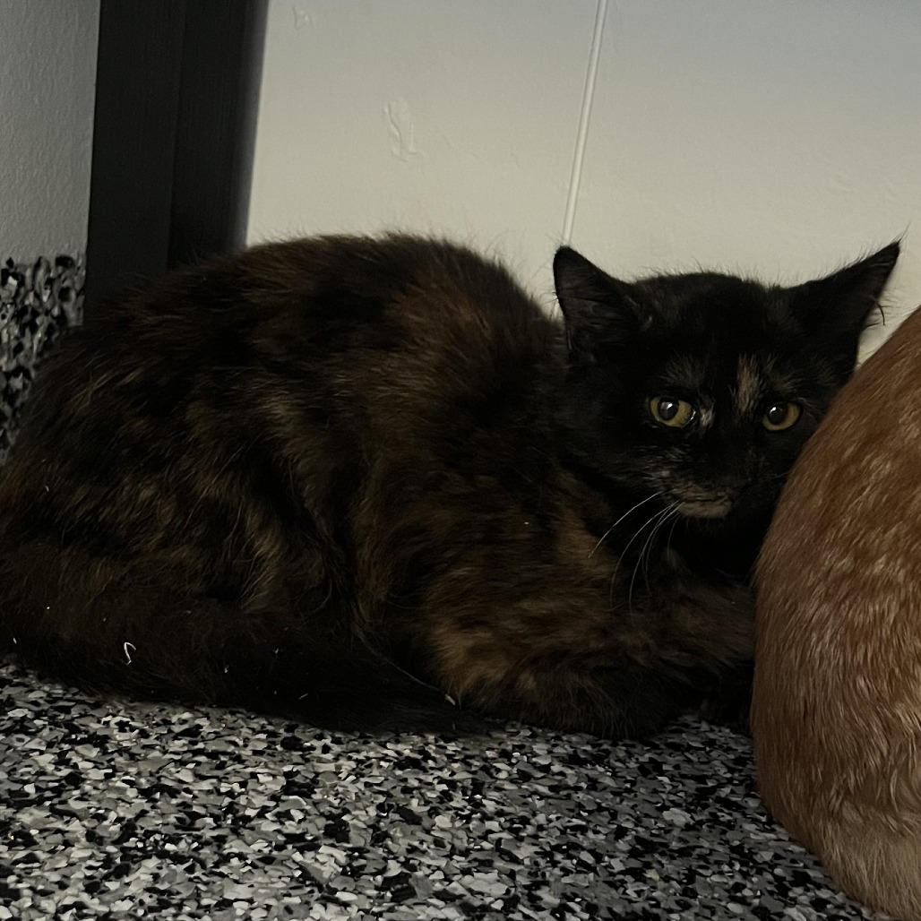 Buffy — thumbnail 3